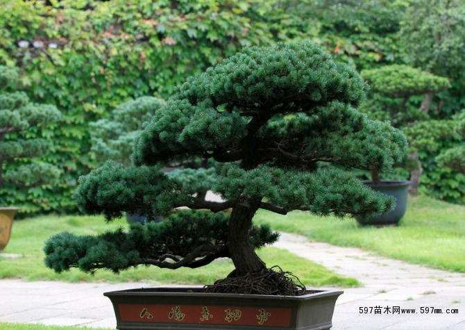 ���?bi��o)? width=