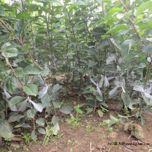 �O(p��ng)����