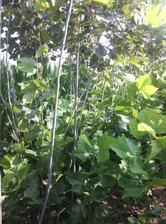 ������ľ����