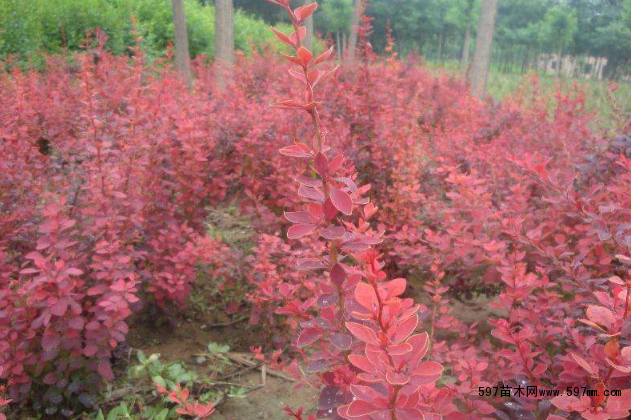 �t�~С����