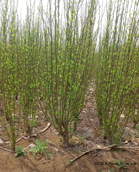 ����ľ��