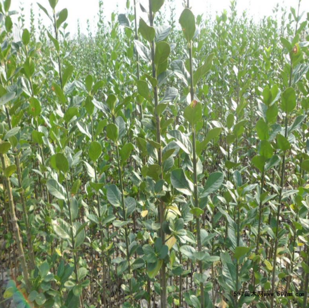 �������S��