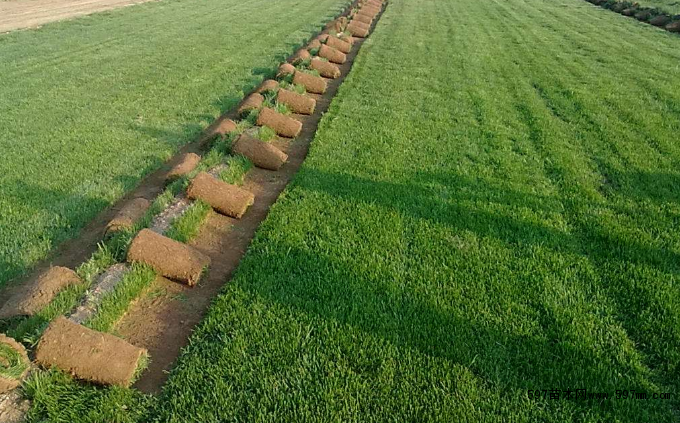 ����é��ƺ