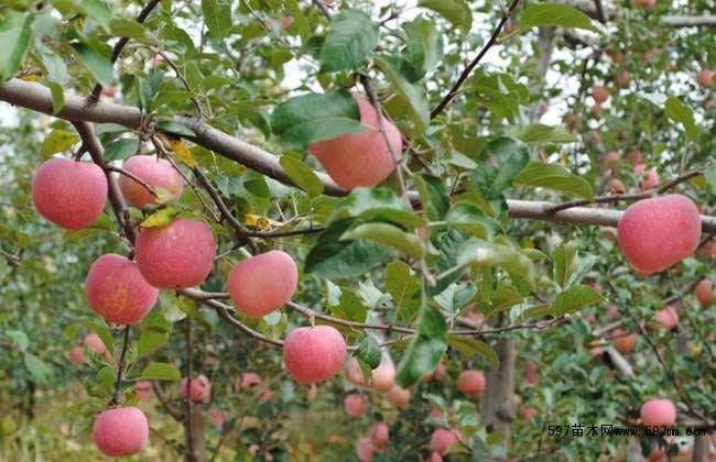 �O�����˹��ڷۼ��g(sh��)