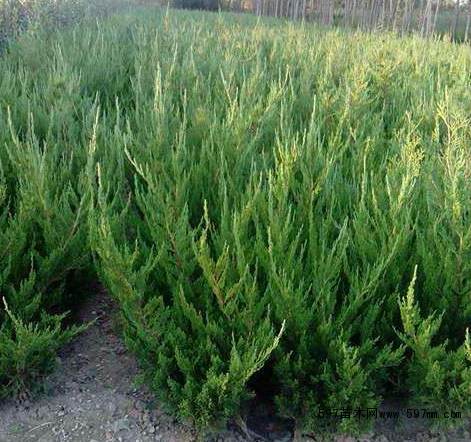 �̰غ�����