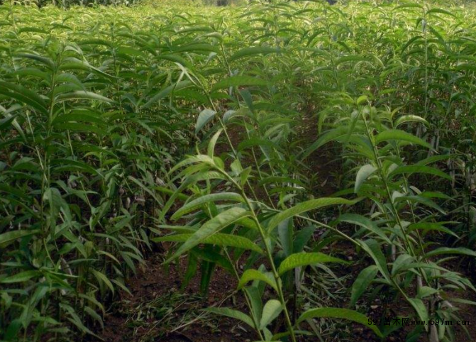 �Ҙ�(sh��)��