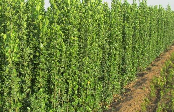 �������S��