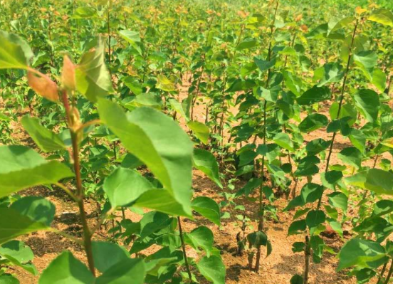 �Ә�(sh��)��