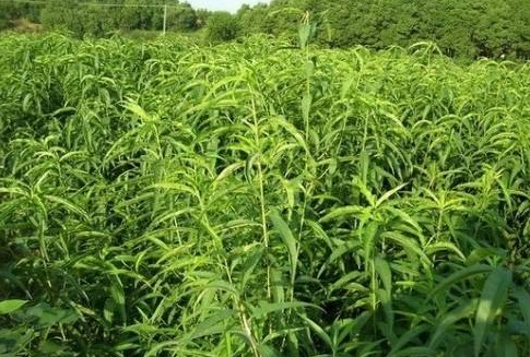 �Ҙ�(sh��)��