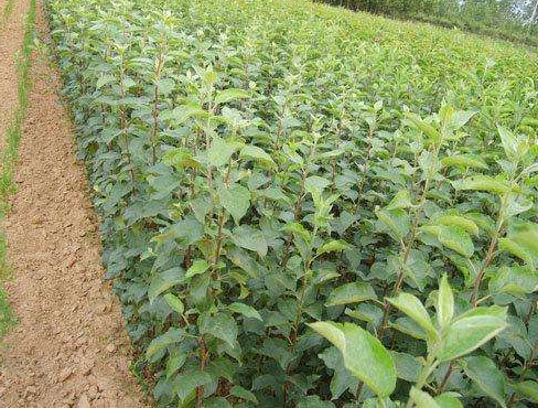 �O(p��ng)����