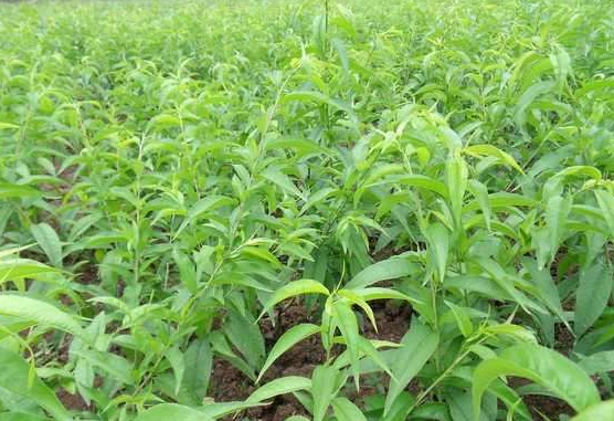 �Ҙ�����Ʒ�N��B