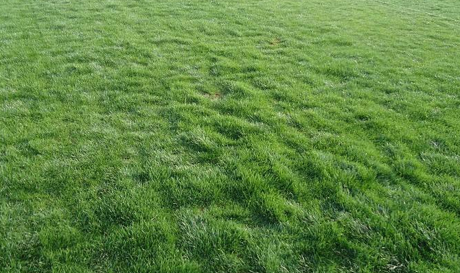 ����é��ƺ