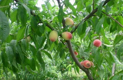 �Ҙ���Ʒ�N