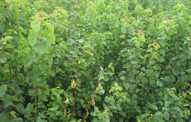 �Ә�(sh��)��